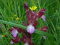 orchis papilionacea